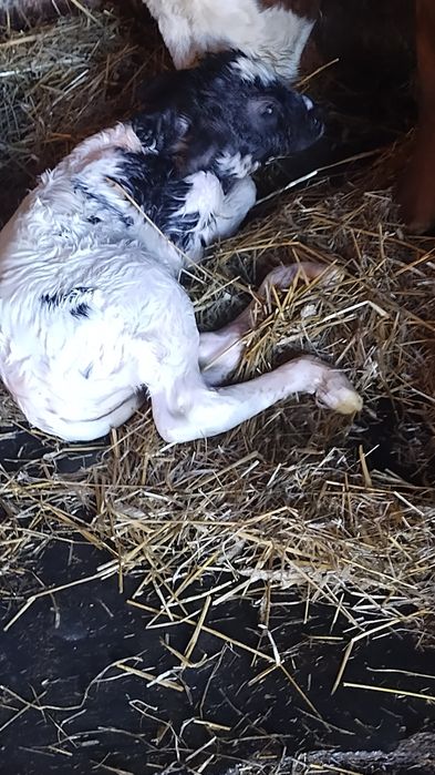 Vând vacă fătată recent