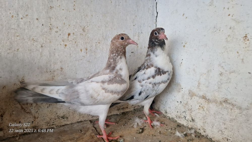 Челки молодые пискуны