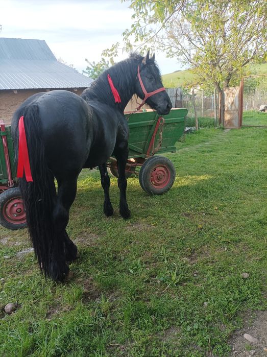 Vad armăsar metis de friz de 3 ,5 ani