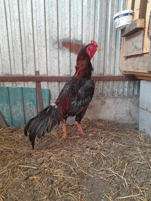 Бойцовыи Петухи куры Цыплята продаю Месячные Неделныи Двух  месячные