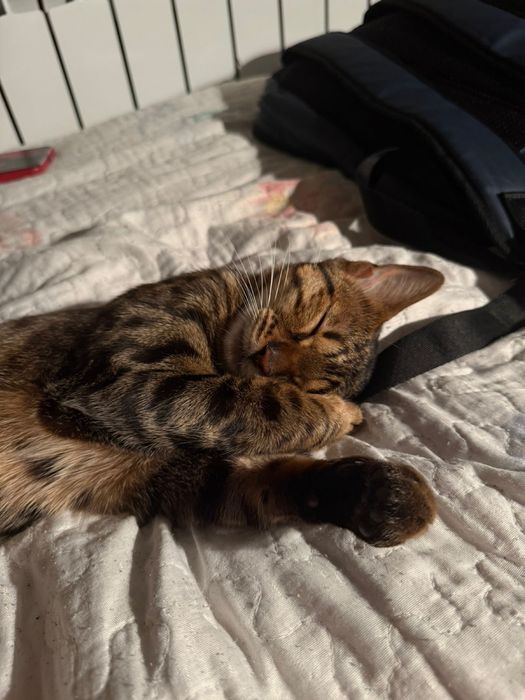 Родословная бенгальская кошка