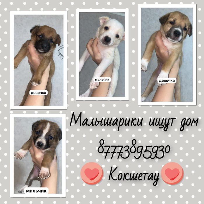 Малышарики ищут дом