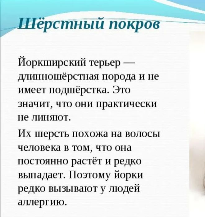 Щенки йоркширского терьера