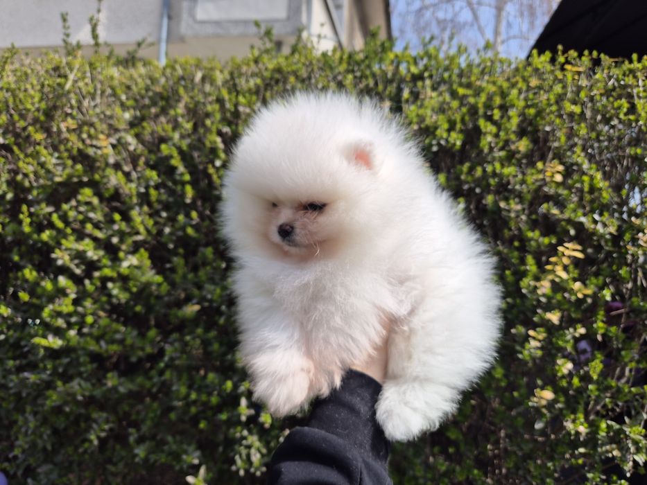 Померан бяло момче