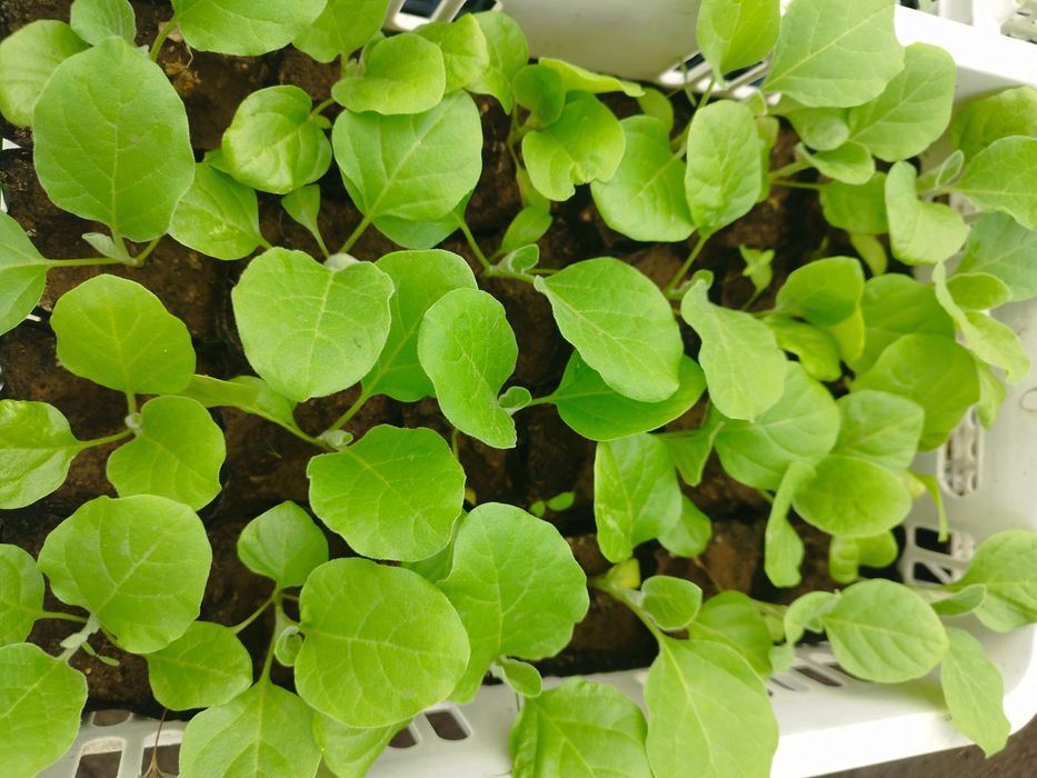 Рассада цветов и овощей