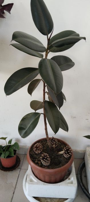 Ficus gul uzunligi 1 m