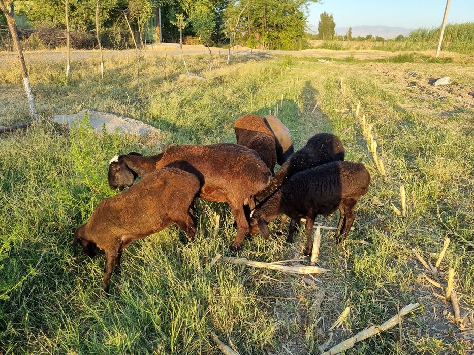 Солиқ қўйлар сотилади