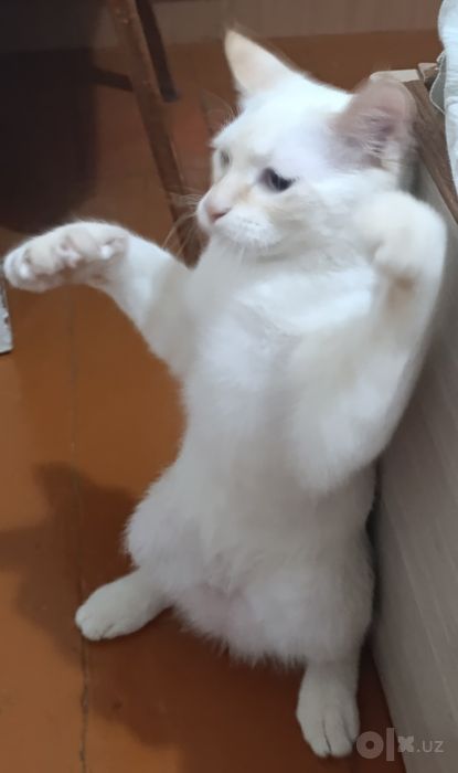 Отдадим кота в добрые руки