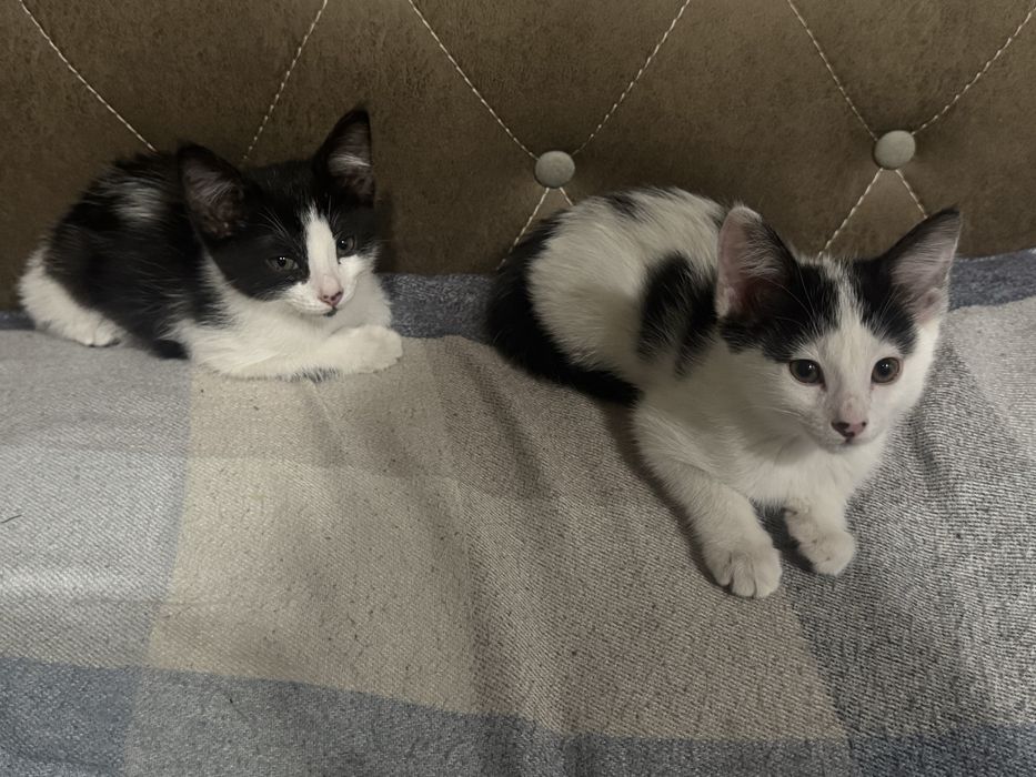 Котята бесплатно