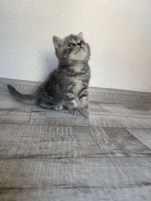 Продается пародистые котята