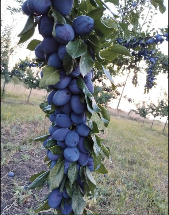 Magiun de prune (Silvoită de prune) 100% natural