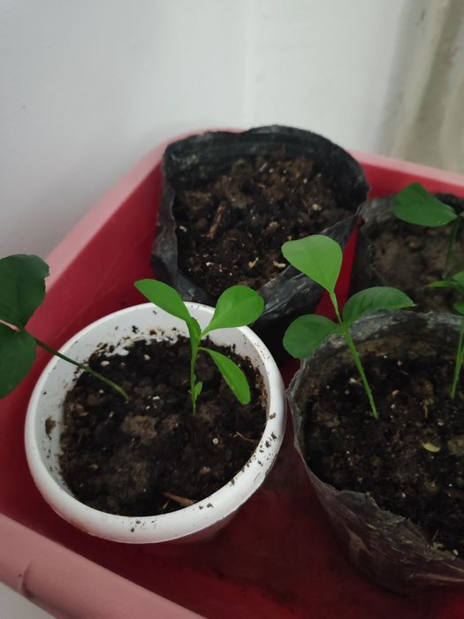 Продам отростки мандаринов