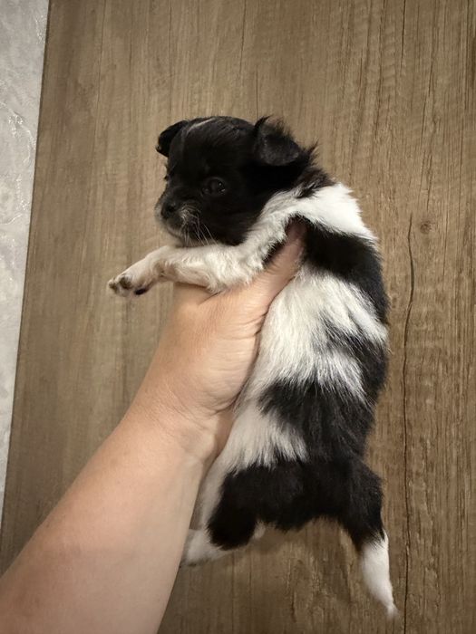 Щенок чихуа мальчик