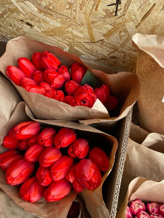 Тюлпан оптом теплица