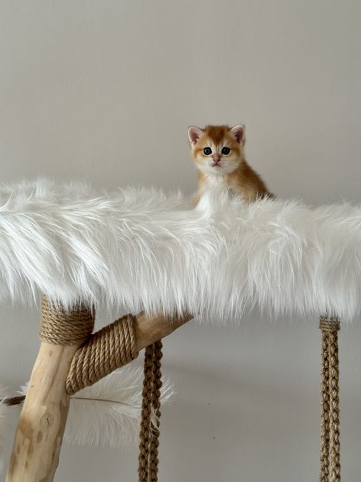 Золотая шиншилла! Чистокровные Британцы