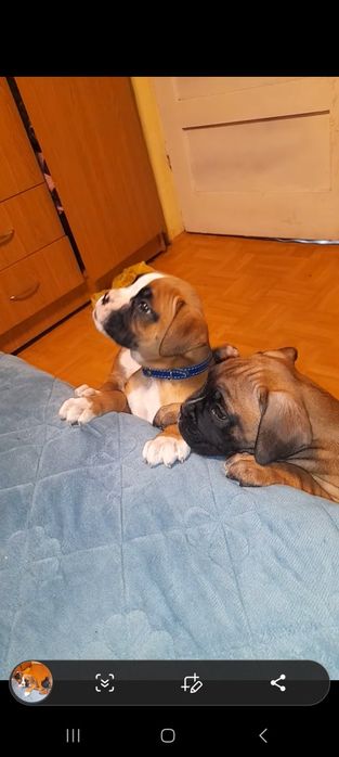 Boxeri german adopție familie nou