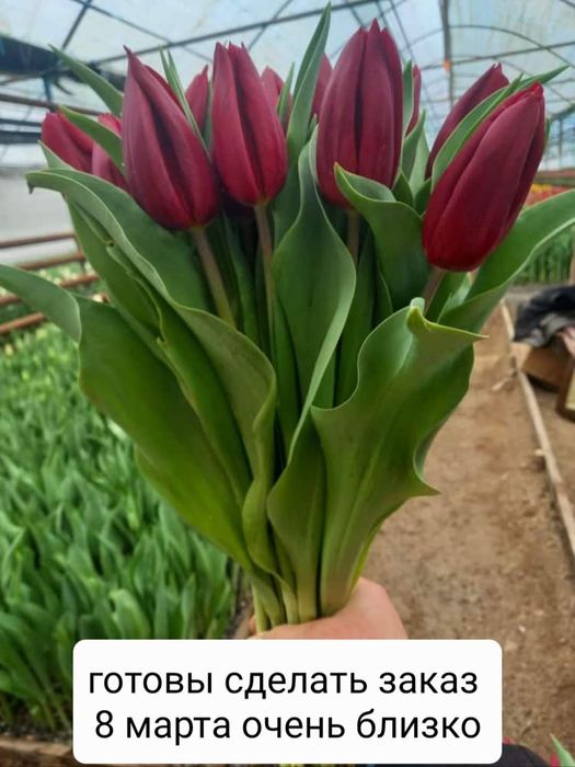 Тюльпаны крупные оптом