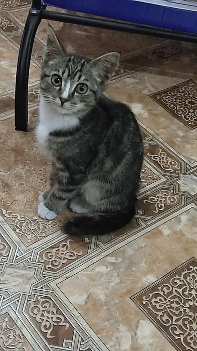 Отдам котенка в добрые руки