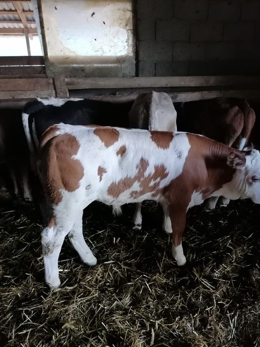 Vând viței încărcați