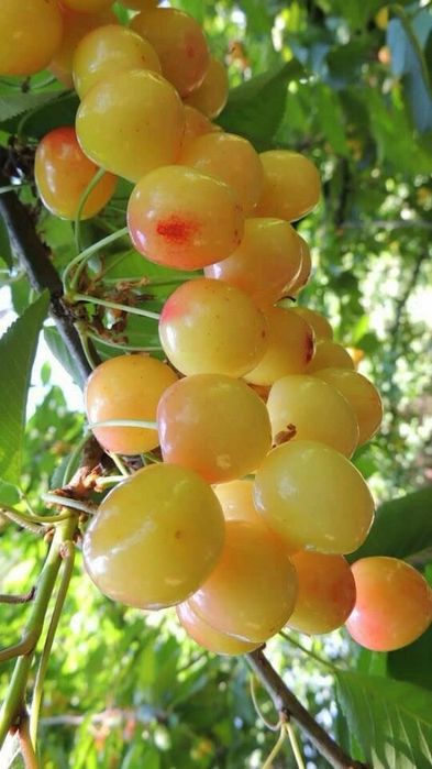 Pruni Stanley, top taste, diverse soiuri de Ciresi pe Gisella livrare