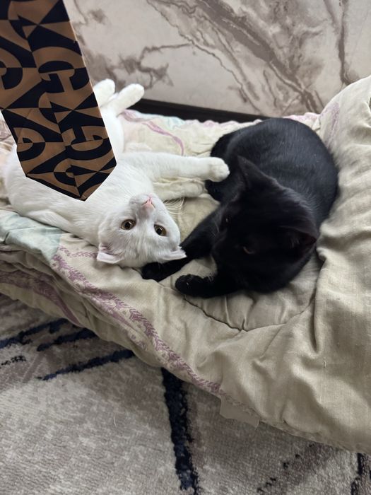 Пародный Шотландский скотт пышык сатылады