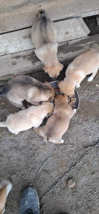 Cățeluși drăgălași