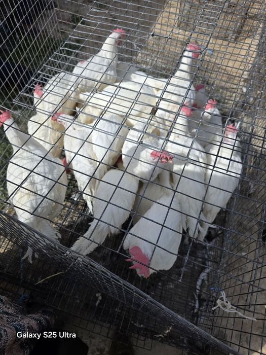 Tuğadgan tovuqlar sotiladi arzon narhlarda