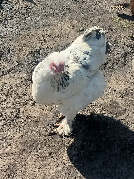 Продаются курицы породы Брама
