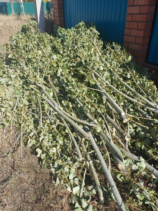 Отдам даром дрова