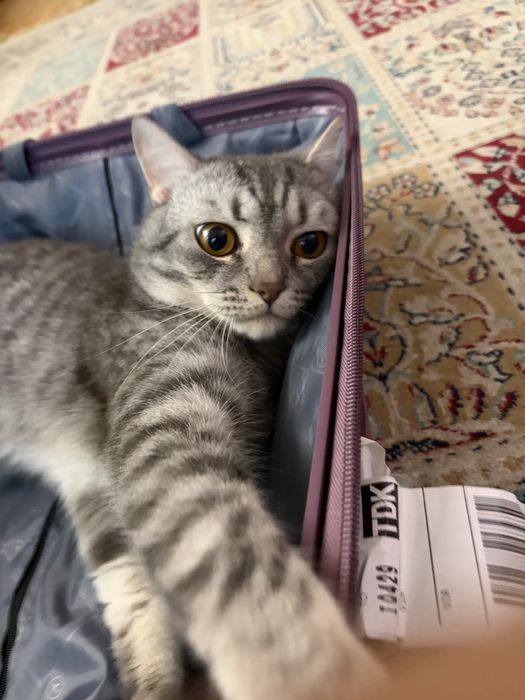 Отдам кота в хорошие руки