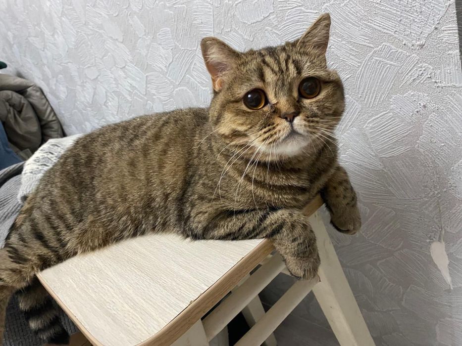 Отдам кошку , шотландской породы