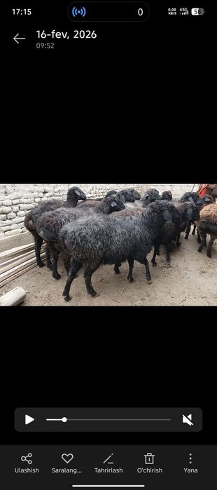 Xisori bugʻoz egiz tugʻadigan qoʻylar sotiladi