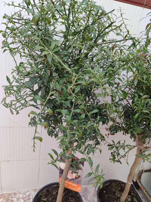 Лимон Хайвер розов