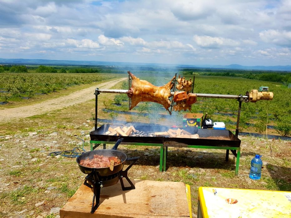 evenimente protap rotisor animale vitel miel purcel