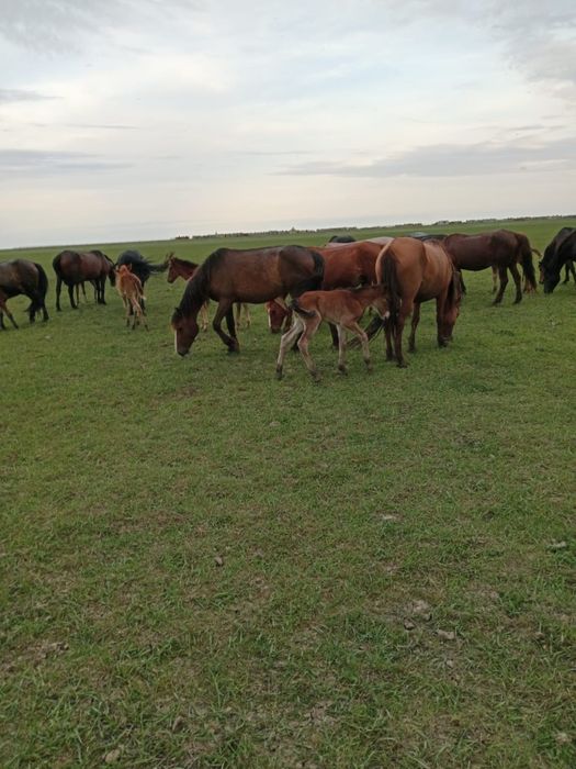 Жылқы Үйір табун бие айғыр