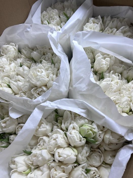 Акция на тюльпаны