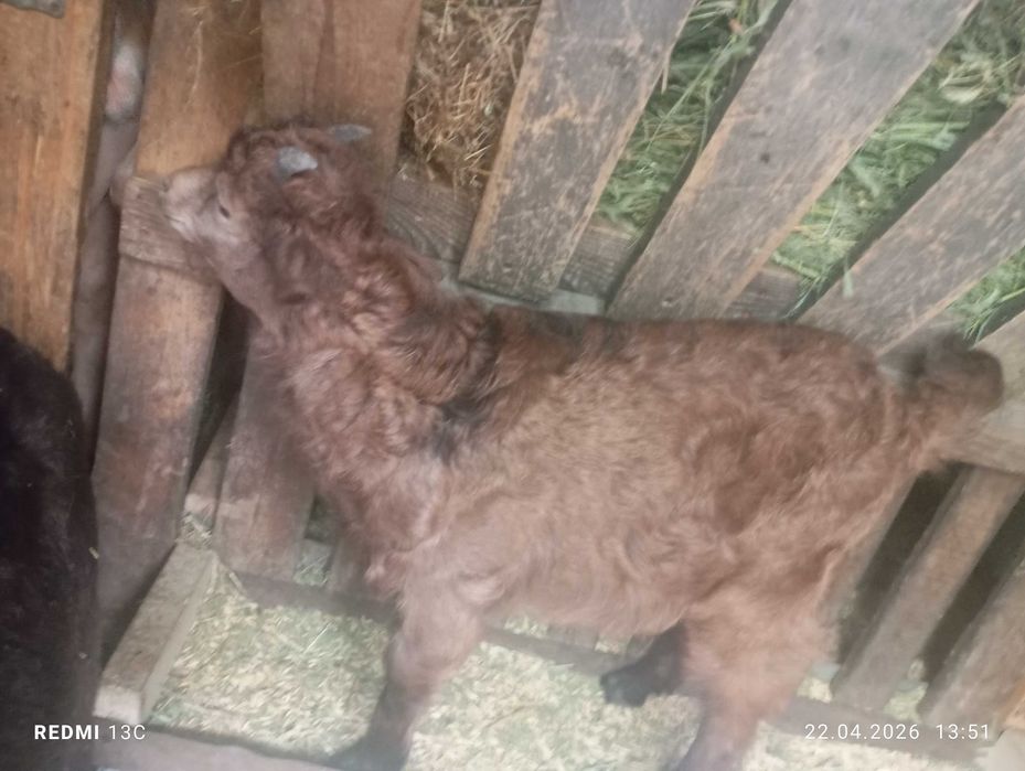 Продам козу с козленком