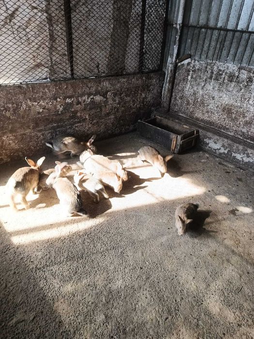 Iepuri de vanzare ( vii sau in carcasa)