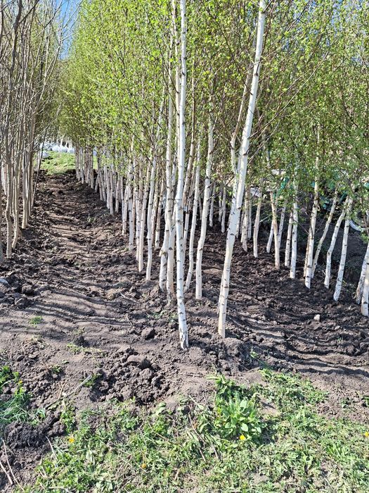 Vând copaci ornamentali foioase