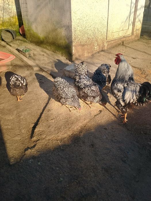 Oua de găini wyandotte