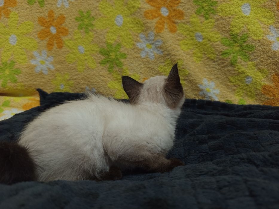 Одам кошку в добрые руки