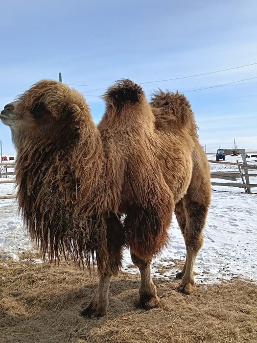 Туйе сатылады 3жас