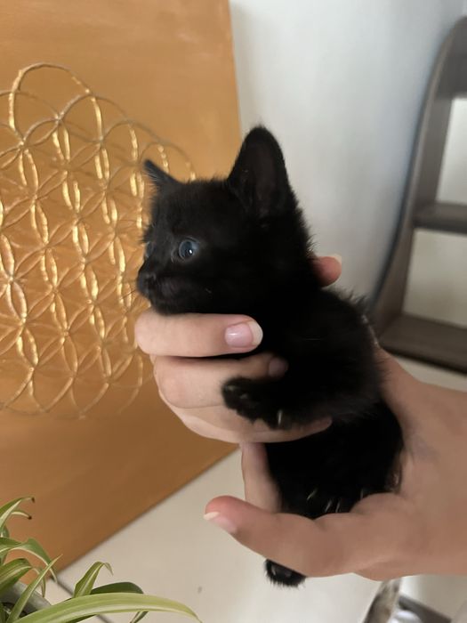 Котенок девочка 1 месяц