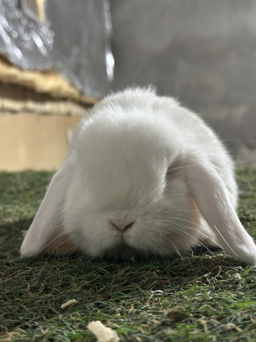 Quyon bolalari karlik baran zotdor