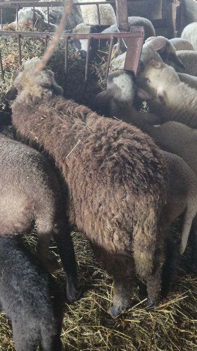 Miei de lapte pentru sacrificat