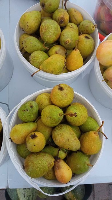 Продам дачные груши , яблоки, ранетки