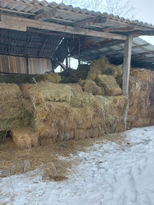 Baloti lucerna coasa 1