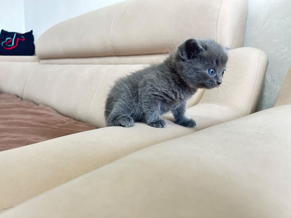 Британский короткошёрстная котенок.  Мальчик