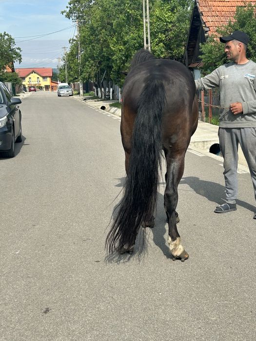Vand cal castrat