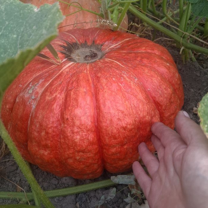 Продам тыкву домашнюю